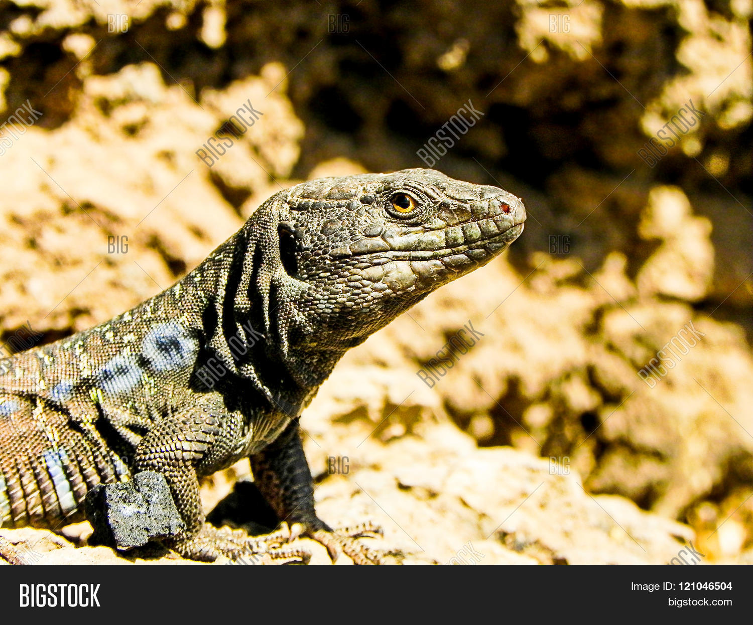 Image Preview