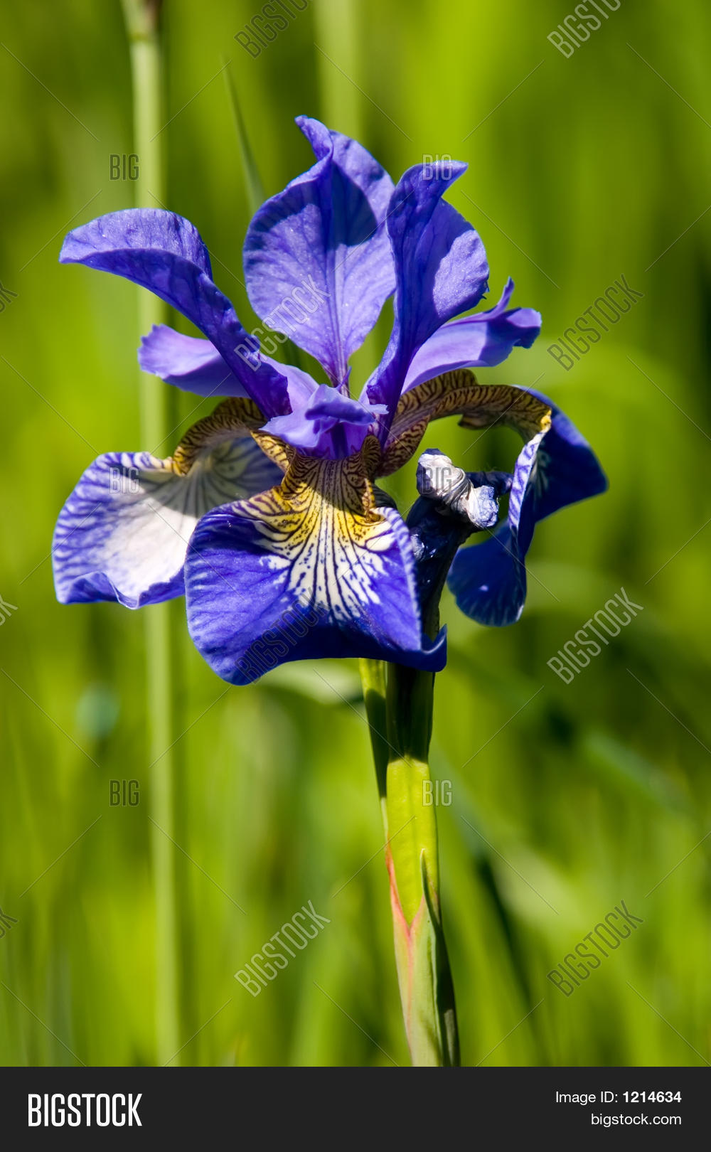 Image Preview