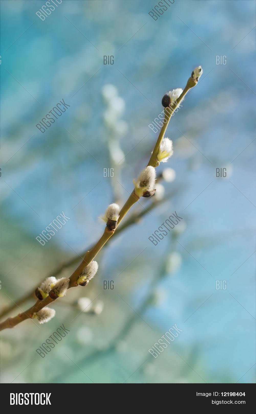 Image Preview