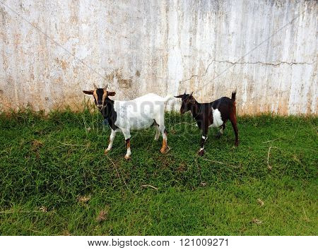 Two Cute Blanck And White Goats On A Farm Are Outside Grazing And Eating Grass.