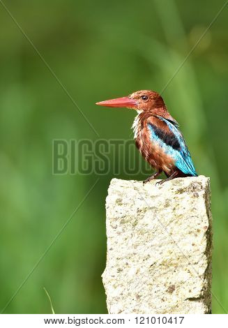 White Throated Kingfisher