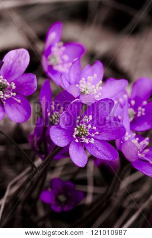 anemones