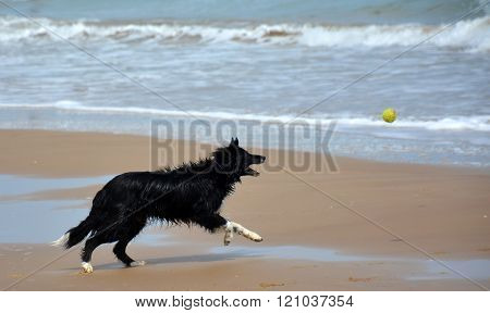 Ball Chaser