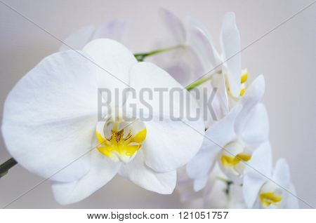 White Background With Orchid Flowers