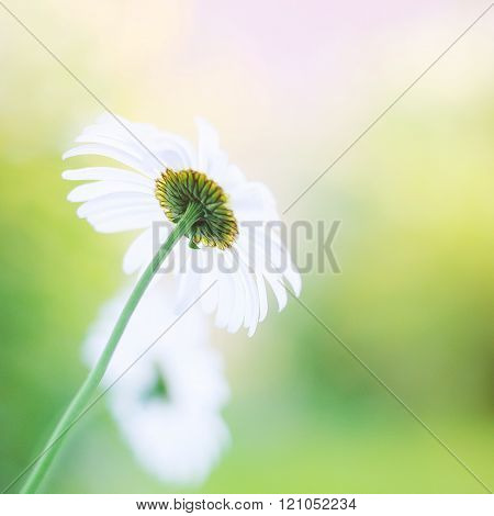Daisy. Blurred flowrs background. Summer sunny day,