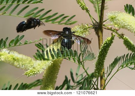 Sonoran Carpenter Bees on Acacia Flowers