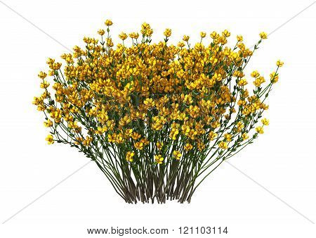 Genista Hispanica Flowers on White