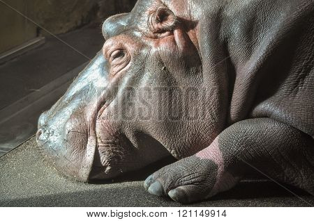 Hippopotamus Mammal Animal