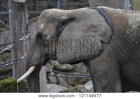 Elephant Mammal Animal