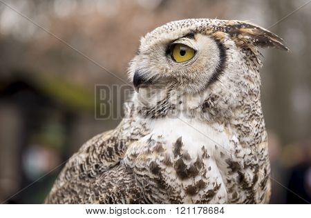 Bubo virginianus virginianus - Owl in the zoo