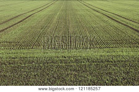 Field with spring planting