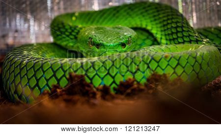 Green pit viper focus