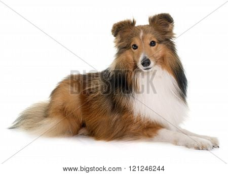 shetland dog in front of white backrgound