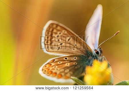 Beautiful buttefly feeding and flying over yellow flower, natura