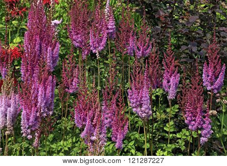 Astilbe within the family Saxifragaceae
