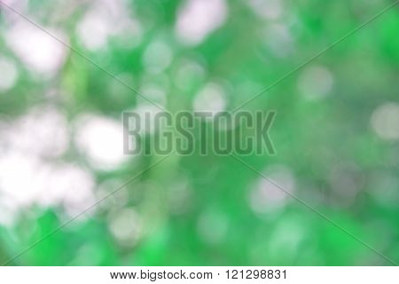 Abtrack Bokeh blur from natural tree