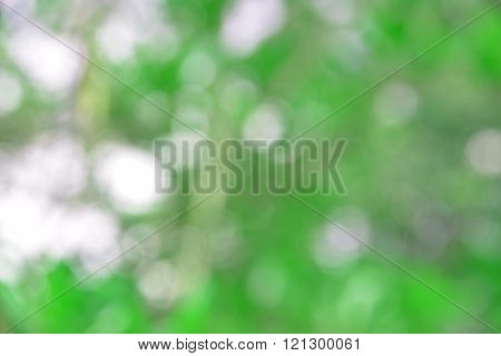 Abtrack Bokeh blur from natural tree