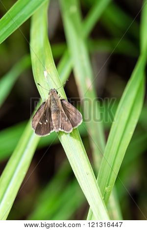 Twin spot Skipper butterfly on Green Foliage