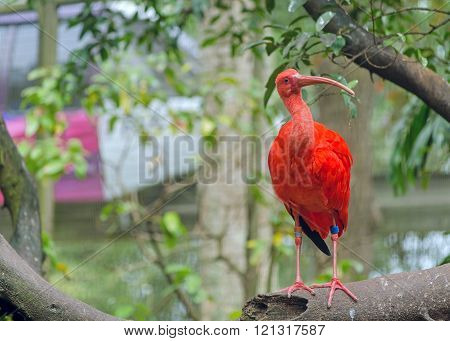 Scarlet ibis sitting on a branch in a zoo
** Note: Visible grain at 100%, best at smaller sizes