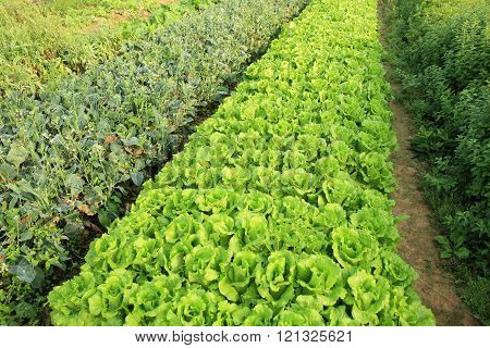 variety vegetable plants in growth at vegetable garden