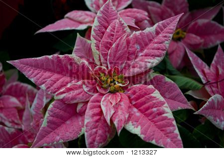 Fiore