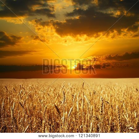 Sunset Field with ears of wheat