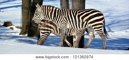 Winter time Zebras