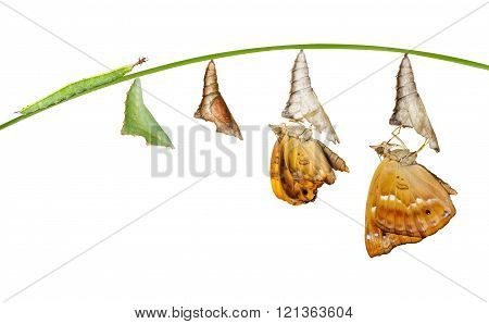 Isolated Life Cycle Of Female Black Prince Butterfly