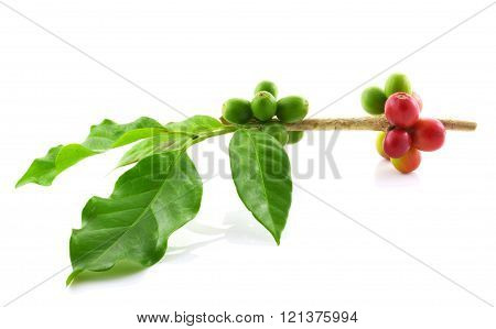 Coffee Beans On White Background.