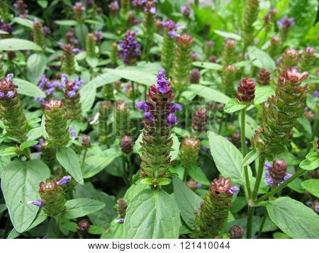 Common self-heal, Prunella vulgaris
