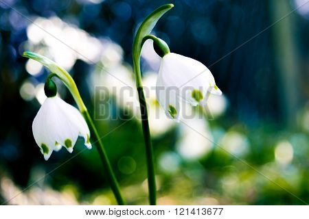 snowdrops spring meadow gardening outdoor flowers spring