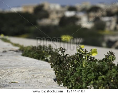 the Island of malta in the mediterranean sea