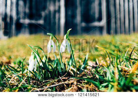 Snowdrops in front of barn