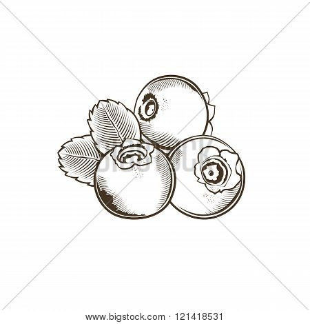 Bilberry in vintage style. Line art vector illustration