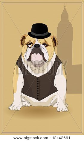 Englische Bulldogge