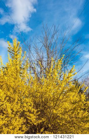 Yellow Bush - Blue Sky 2