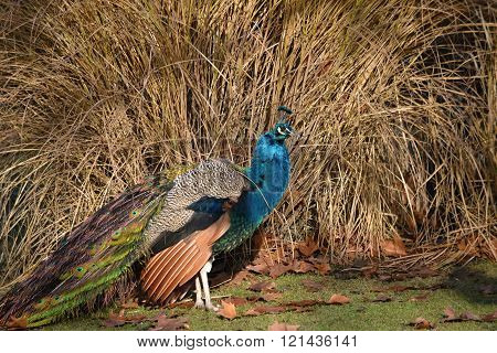 color peacock
