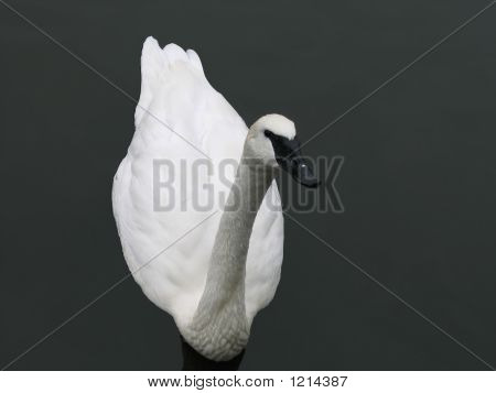 White Swan Swimming In Water