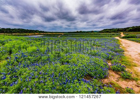 A Wide Angle View of Stormy Skies and a Beautiful Field or Meadow Blanketed with the Famous Texas Bluebonnet (Lupinus texensis) Wildflowers with Old Country Dirt Road. An Amazing Display at Muleshoe Bend in Texas.