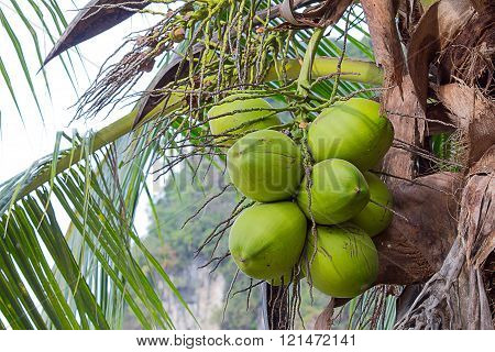 Coconut Palm Tree