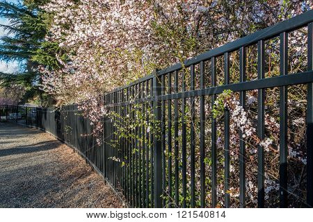 Blossoms And Fence