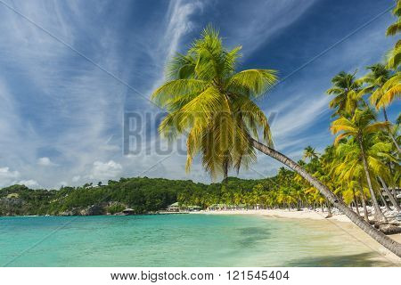 Lonely coconut palm tree on the Caravelle beach in Sainte Anne, Guadeloupe, Caribbean