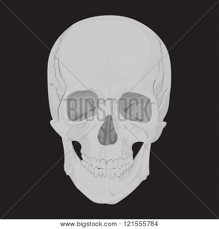 human skull bones skeleton dead anatomy illustration
