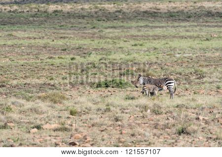 Mountain Zebra Mare With Foal Suckling