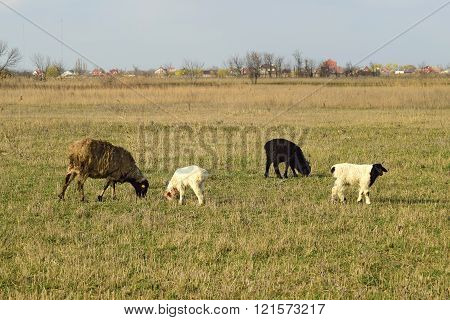 Sheep in the pasture. Grazing sheep herd in the spring field near the village. Sheep of different breeds.