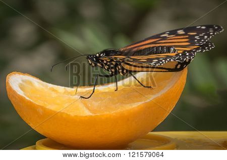 Monarch Butterfly on top of half of citrus orange