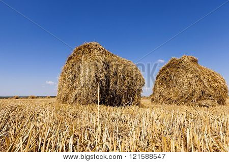 Haystacks Straw Lying In The Agricultural Field After Harvest. Summer