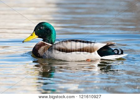 Drake Mallard in water.