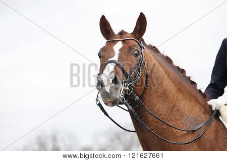 a brown horse head with a Double Bridle and reins