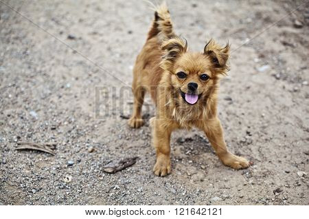 Beautiful little dog in Topesti village in Romania
